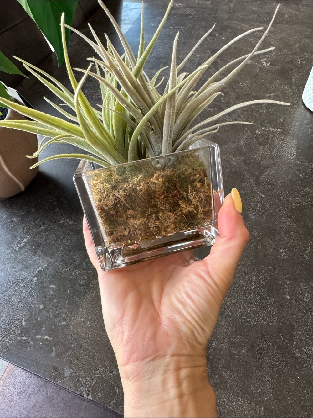 Faux plant / target plants / home accents / grass plant / home accents